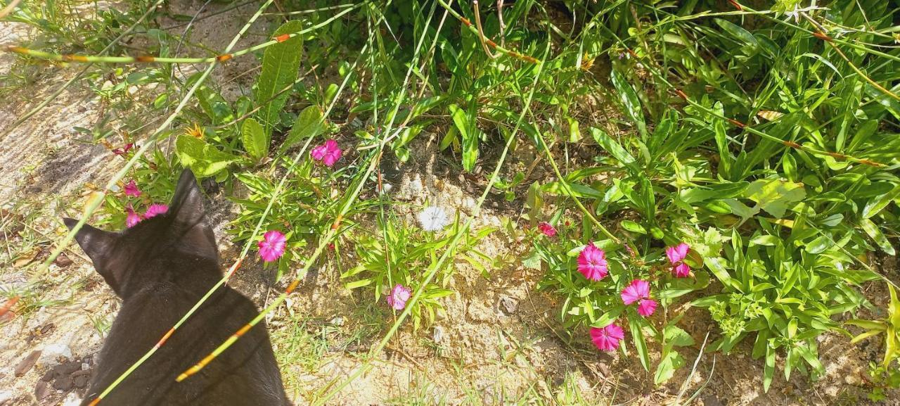 Cat Nap Cottage Bettys Bay Ngoại thất bức ảnh